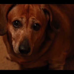 Meet your Posher, Robert